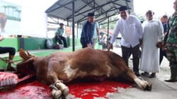 Bupati Asahan Saksikan Penyembelihan Sapi Bantuan Kemasyarakatan Presiden di Air Batu
