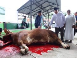 Bupati Asahan Saksikan Penyembelihan Sapi Bantuan Kemasyarakatan Presiden di Air Batu