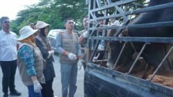 Pastikan Hewan Layak dan Sehat, Pemkab Asahan Gelar Pemeriksaan Kesehatan Hewan Qurban