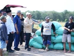 Bupati Banyuasin Bersama Warga Srimulyo Panen Padi Sekaligus Dialog Bareng