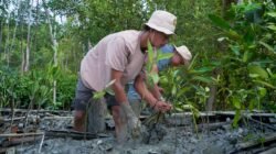 Kisah Masyarakat Pasir Sakti: Dulu Terkikis Abrasi, Kini Tumbuh Mangrove yang Menghidupi