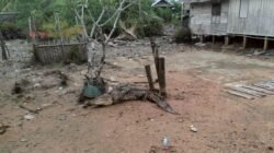 Buaya Sepanjang 3,6 Meter Jadi Tontonan Warga Usai Ditangkap di Desa Panggak Laut