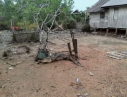 Buaya Sepanjang 3,6 Meter Jadi Tontonan Warga Usai Ditangkap di Desa Panggak Laut