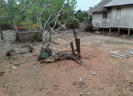 Buaya Sepanjang 3,6 Meter Jadi Tontonan Warga Usai Ditangkap di Desa Panggak Laut