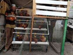 Amat dan Harapan yang Tumbuh dari Kandang Ayam Samping Rumah