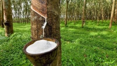 Harga Karet Hari Ini Tembus Rp43.008/Kg, Naik Rp825 Dalam Sehari