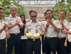 Warga Binaan Rutan Palembang Panen Melon, Hasil Pembinaan di Lahan SAE