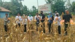Polri Turun ke Lahan, Polsek Tanjung Raja - Petani di Ogan Ilir Panen Raya Jagung 1 Ton