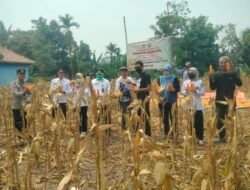 Polri Turun ke Lahan, Polsek Tanjung Raja – Petani di Ogan Ilir Panen Raya Jagung 1 Ton