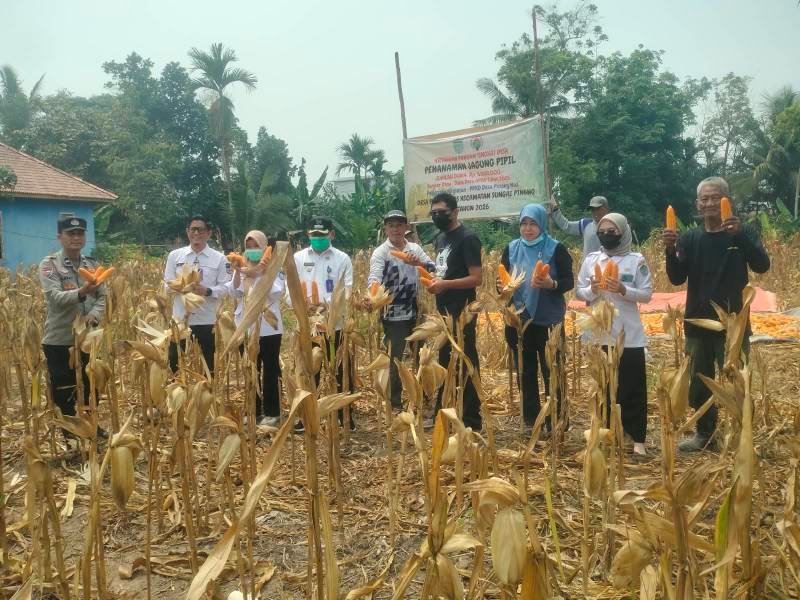 Polri Turun ke Lahan, Polsek Tanjung Raja - Petani di Ogan Ilir Panen Raya Jagung 1 Ton