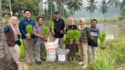 Wujud Hilirisasi Batu Bara untuk Pertanian, PTBA Bersama UGM Uji Coba Pupuk Kalium Humat di Sawahlunto